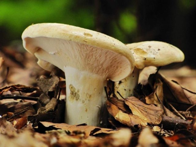 Помилковий груздь: фото схожих грибів, як відрізнити від білого, від цього, як виглядає, як розпізнати лжегрузди