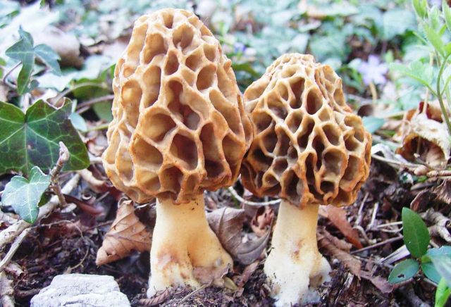 Мариновані гриби сморчки: як замаринувати, рецепти приготування