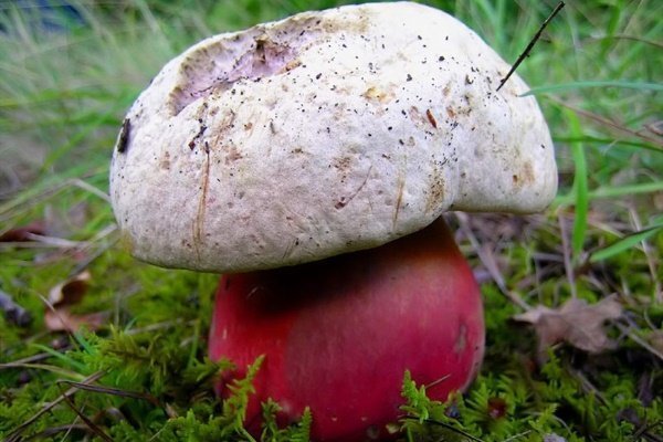 Білий гриб на зрізі синіє: чому, можна їсти, схожі види