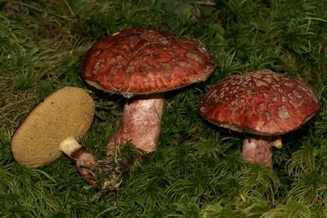 Болетин примітний: фото та опис гриба, збирання та вживання