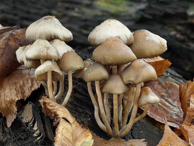 Псилоцибе чеська (Psilocybe bohemica): як виглядає, де і як росте, їстівний гриб чи ні