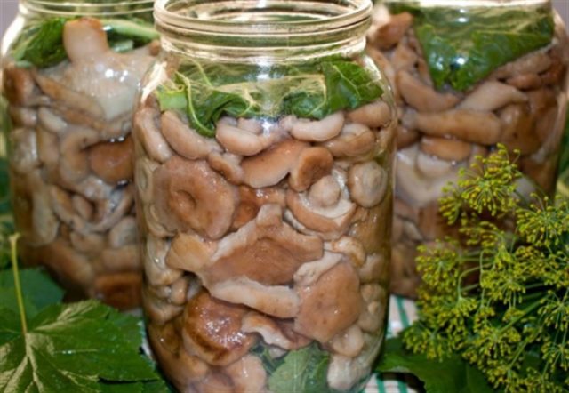 Швидкий засолення вовнянок в домашніх умовах: секрети підготовки грибів, найбільш популярні рецепти, правила зберігання.