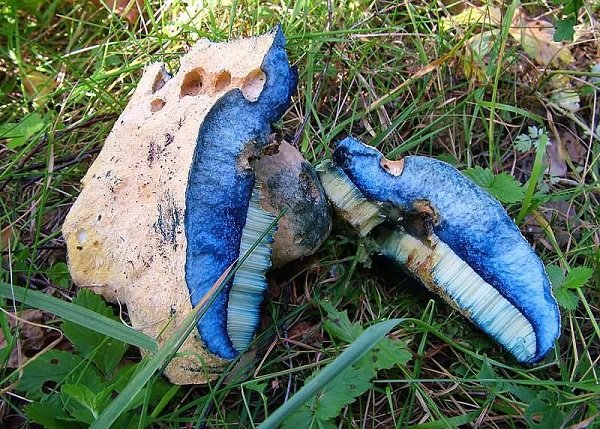 Білий гриб на зрізі синіє: чому, можна їсти, схожі види