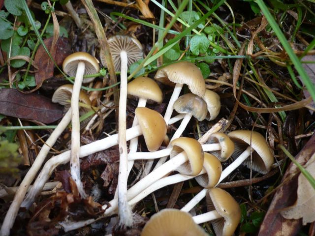 Псилоцибе чеська (Psilocybe bohemica): як виглядає, де і як росте, їстівний гриб чи ні