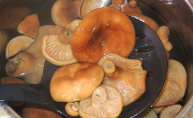 Мариновані гриби: з цибулею, корицею, морквою, гірчицею, без варіння