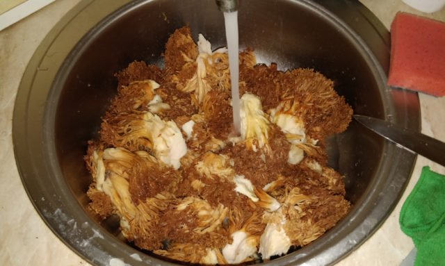 Гриби оленячі ріжки: як готувати маринувати, солити, сушити і заморожувати на зиму