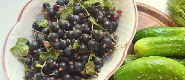 Огірки, мариновані з чорною смородиною на зиму: рецепти, відгуки