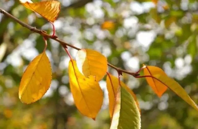 Чому листя (плоди) вишні: жовтіють і сохнуть, опадають, скручуються, червоніють, що робити