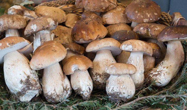 Скільки варити білі гриби: для смаження, варіння, заморожування, маринування, соління і консервування