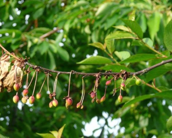 Чому листя (плоди) вишні: жовтіють і сохнуть, опадають, скручуються, червоніють, що робити