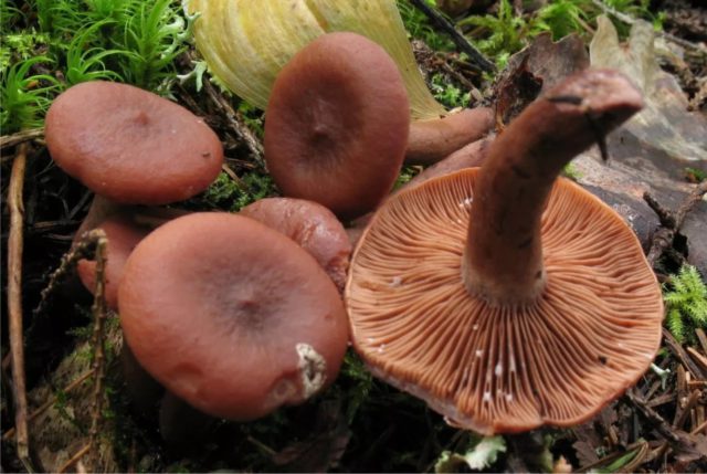 Помилковий груздь: фото схожих грибів, як відрізнити від білого, від цього, як виглядає, як розпізнати лжегрузди