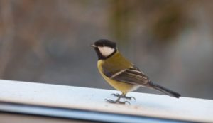 До чого птах стукає у вікно – народні прикмети та можливі тлумачення