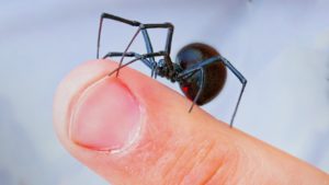 Що означає вбити павука – народні прикмети, можливі тлумачення