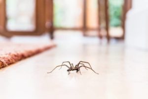 До чого побачити павука вранці, вдень, ввечері або вночі – народні прикмети та пояснення