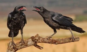 Народні прикмети про ворон – що може передвіщати розумна птиця