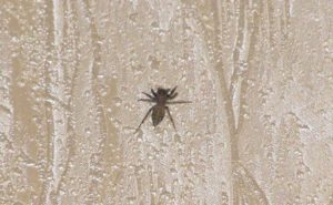 До чого павук повзе вгору по стіні – народні прикмети та пояснення