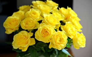 Прикмети і забобони про троянди. Можна дарувати 9, 10, 13, 15, 50 або інша кількість троянд. Що означають жовті, червоні і білі бутони.