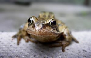 Народні прикмети про жаб в будинку – значення варіанти тлумачення