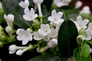 Які таємниці приховує квітка Стефанотіс – чи можна тримати вдома, прикмети і забобони