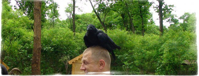 До чого ворона, голуб чи інша птиця сідає на голову – народні прикмети, можливі тлумачення