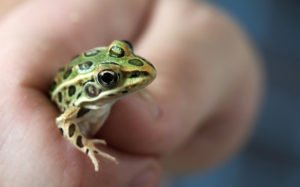 Народні прикмети про жаб в будинку – значення варіанти тлумачення