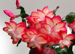 Народні прикмети про квітку Декабрист – чи можна його тримати вдома, що значить якщо він зацвів