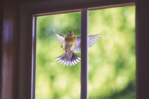 До чого птах бється в скло – народні прикмети та пояснення