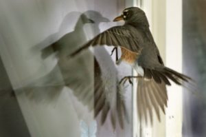 До чого птах бється в скло – народні прикмети та пояснення