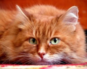 Що означає руда кішка в будинку і при зустрічі – народні прикмети, значення, можливі пояснення