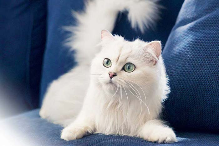 Біла кішка в домі: прикмети і повіря, до чого перебігла дорогу