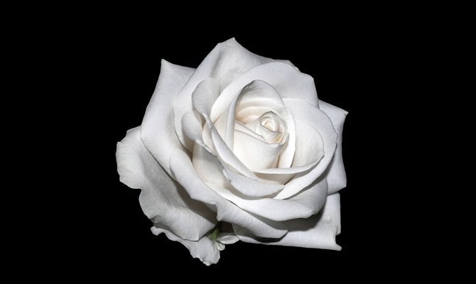 Білі троянди: До чого дарують і їх значення