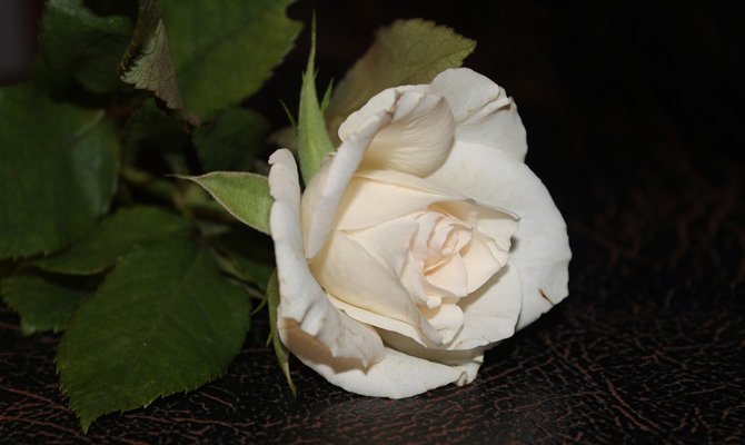 Білі троянди: До чого дарують і їх значення