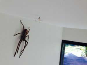 До чого павук спускається вниз зі стелі на павутині або повзе вниз по стіні – народні прикмети та пояснення