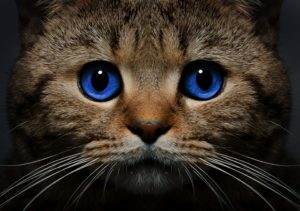 Народні прикмети про котів – про що попереджають мурлыкающие провісники майбутнього