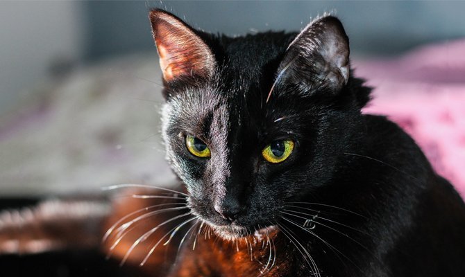 Чорна кішка перебігла дорогу: До чого прикмета