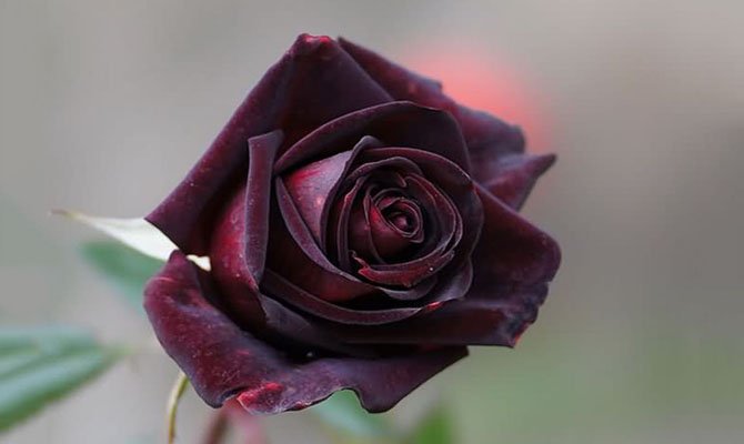 Чорна роза: До чого дарують і їх значення