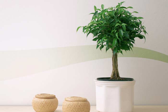 Квітка мирт: прикмети і забобони про миртове дерево в будинку, можна тримати рослину в квартирі