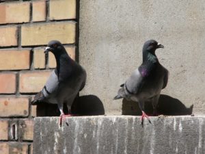Що значить пара голубів на підвіконні – народні прикмети та можливі тлумачення