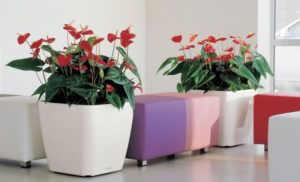Прикмети про штучні квіти – можна прикрашати ними будинок або квартиру