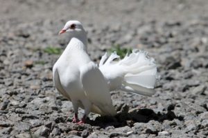 Народні прикмети про білий голуб – значення, символи і пояснення