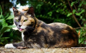 Що означає триколірна кішка і чому вона приносить щастя – народні прикмети, значення, можливі пояснення
