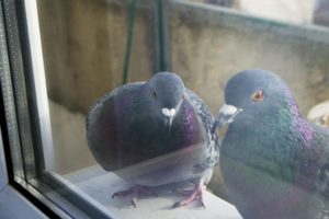 Що значить пара голубів на підвіконні – народні прикмети та можливі тлумачення