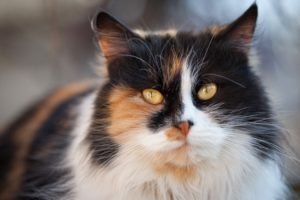 Що означає триколірна кішка і чому вона приносить щастя – народні прикмети, значення, можливі пояснення