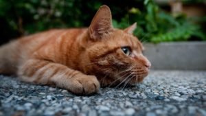 Що означає руда кішка в будинку і при зустрічі – народні прикмети, значення, можливі пояснення