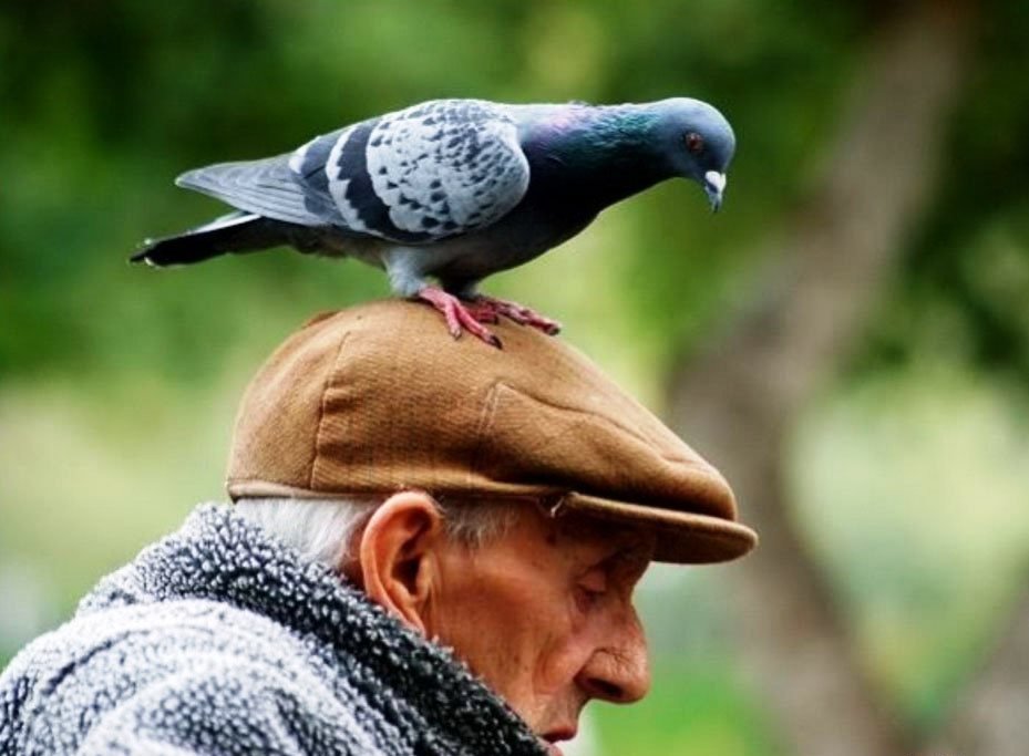 До чого ворона, голуб чи інша птиця сідає на голову – народні прикмети, можливі тлумачення
