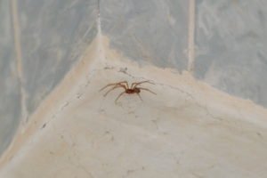 До чого павуки зявляються в будинку або квартирі – народні прикмети та пояснення