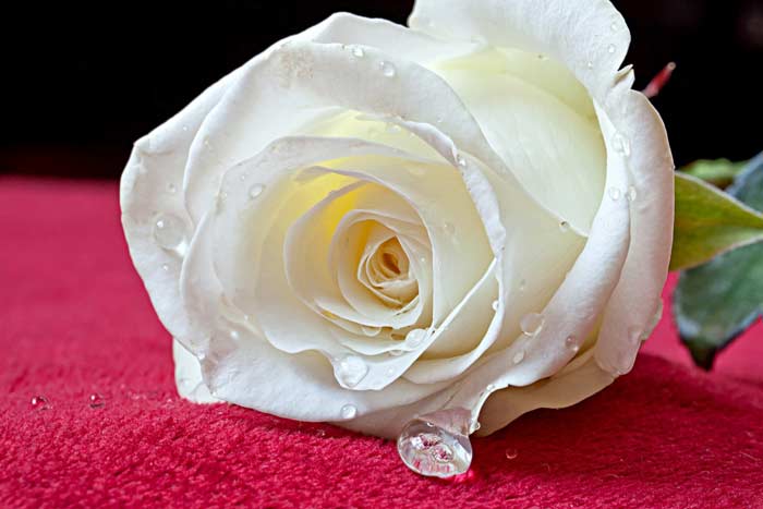 До чого дарують білі троянди дівчині, жінці за прикметами, що вони означають у подарунок від хлопця, чоловіка