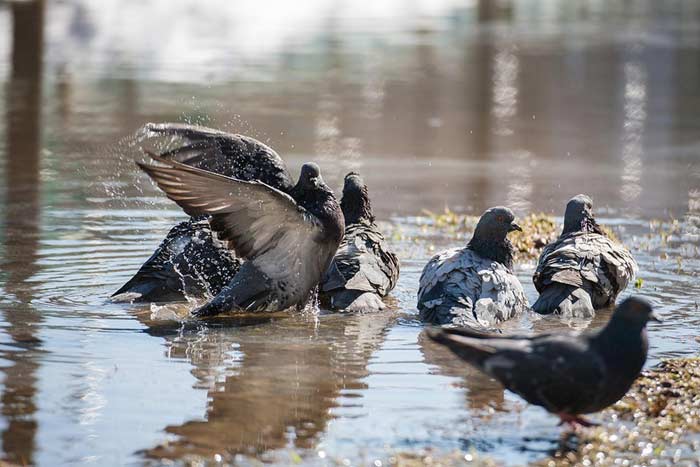 До чого купаються голуби в калюжі: прикмети восени (у жовтні) і в інший час року