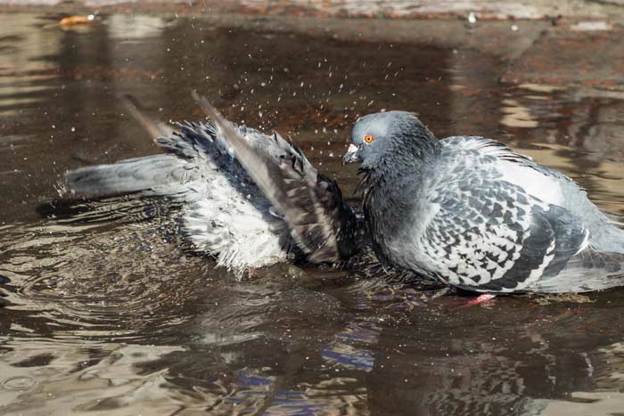 До чого купаються голуби в калюжі: прикмети восени (у жовтні) і в інший час року