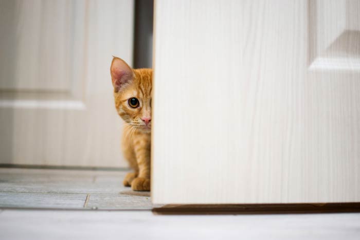 До чого за прикметами кішка приходить в будинок, що означає, якщо прибився кошеня